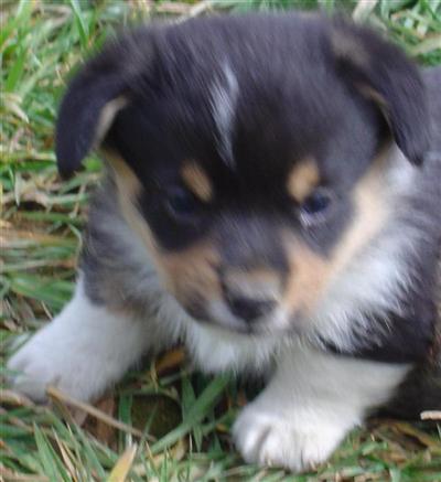 Pembroke Welsh Corgi Puppies for Sale